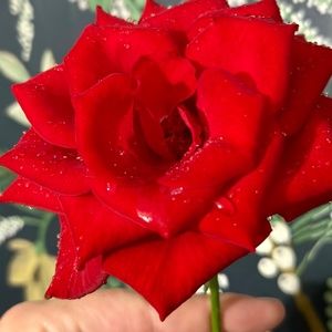 Meet your Posher, Rose